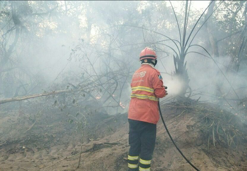 Imagem de compartilhamento para o artigo Bombeiros combatem novos focos de incêndio no Pantanal em MS da MS Todo dia